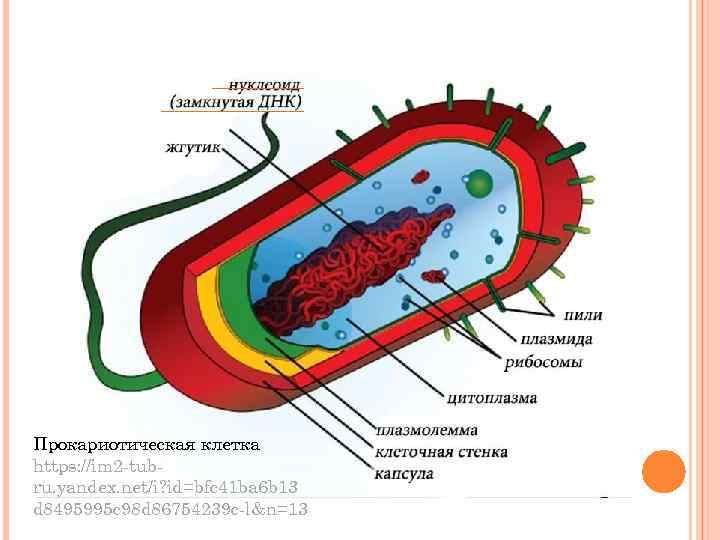 Прокариотическая клетка https: //im 2 -tubru. yandex. net/i? id=bfc 41 ba 6 b 13