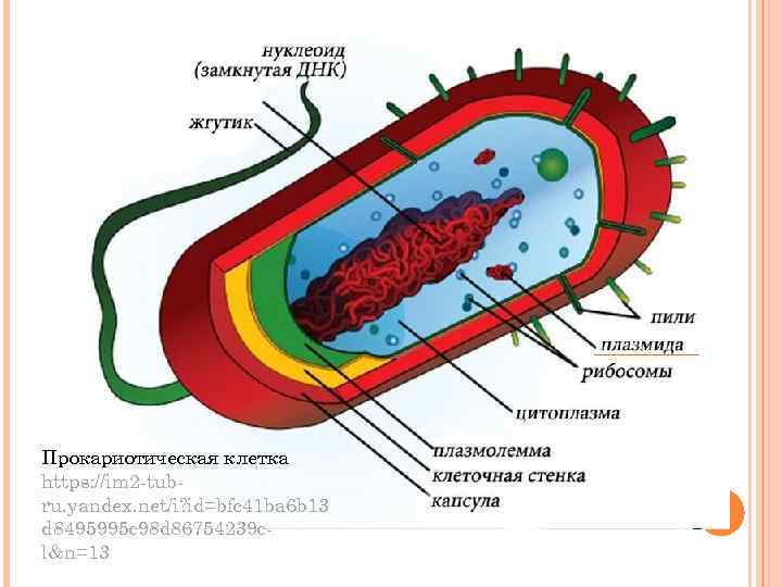 Прокариотическая клетка https: //im 2 -tubru. yandex. net/i? id=bfc 41 ba 6 b 13