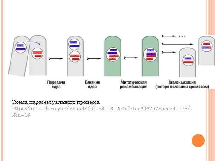 Схема парасексуального процесса https: //im 0 -tub-ru. yandex. net/i? id=e 311312 e 4 efe