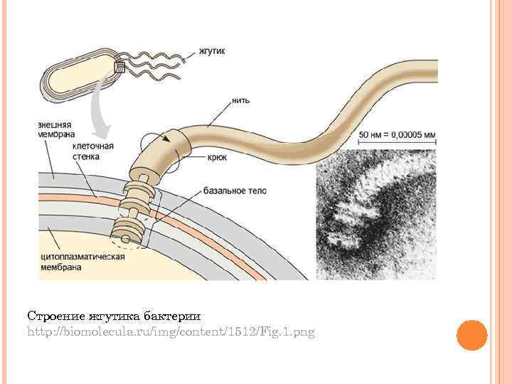 Строение жгутика бактерии http: //biomolecula. ru/img/content/1512/Fig. 1. png 