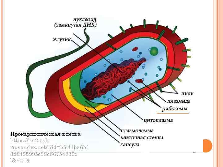 Прокариотическая клетка https: //im 2 -tubru. yandex. net/i? id=bfc 41 ba 6 b 1