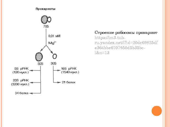 Строение рибосомы прокариот https: //im 3 -tubru. yandex. net/i? id=20 dc 69825 df e