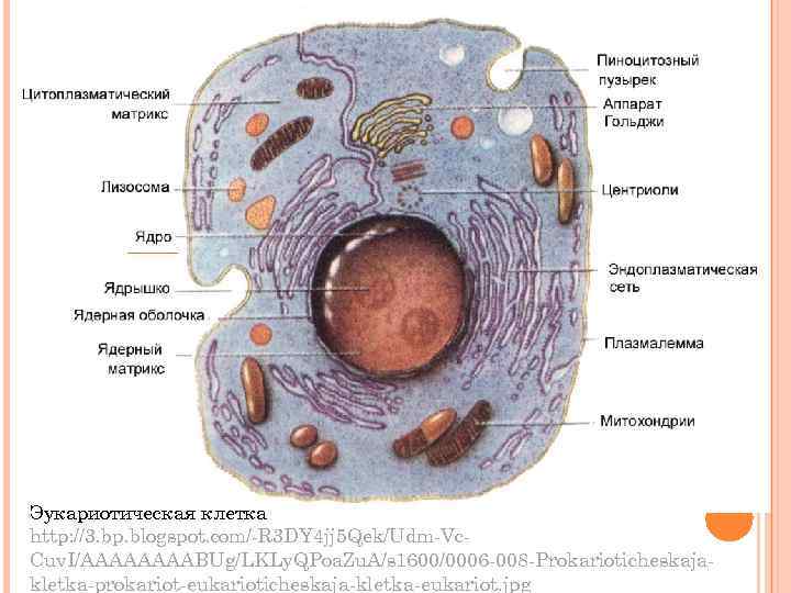 Эукариотическая клетка http: //3. bp. blogspot. com/-R 3 DY 4 jj 5 Qek/Udm-Vc. Cuv.
