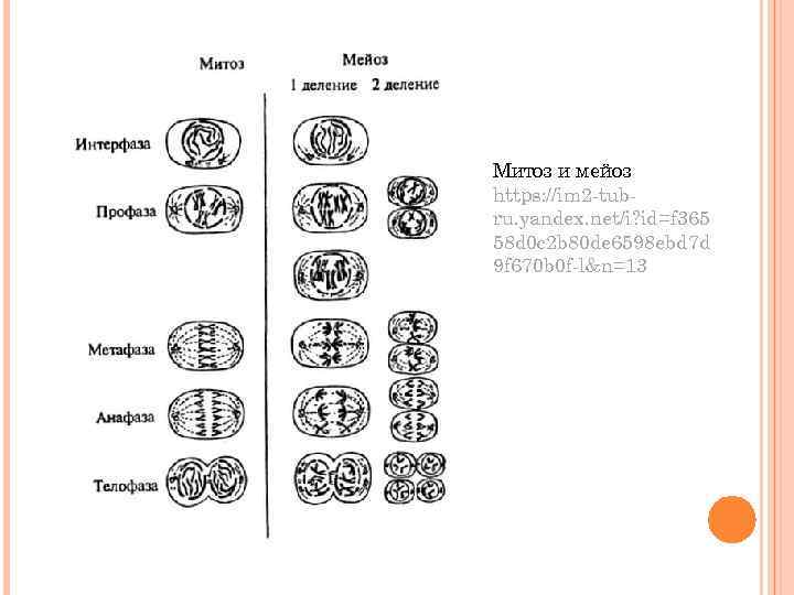 Митоз и мейоз https: //im 2 -tubru. yandex. net/i? id=f 365 58 d 0