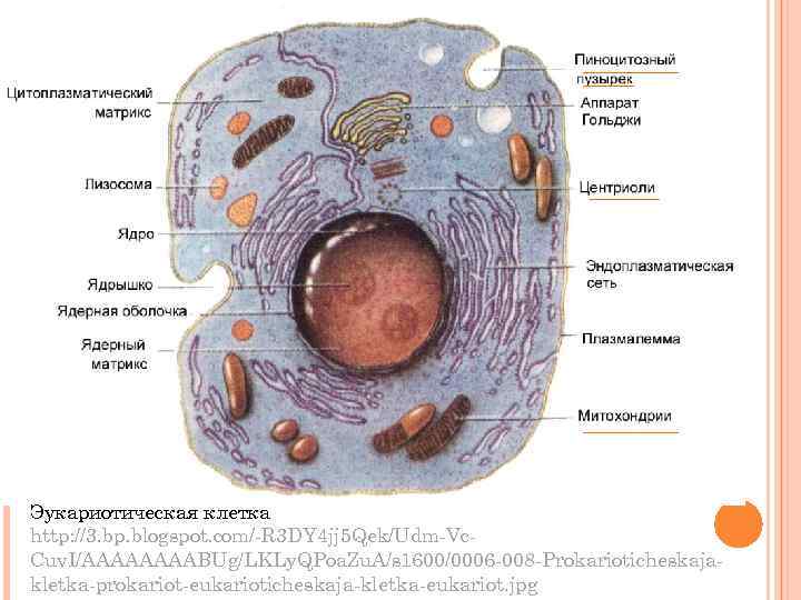 Эукариотическая клетка http: //3. bp. blogspot. com/-R 3 DY 4 jj 5 Qek/Udm-Vc. Cuv.