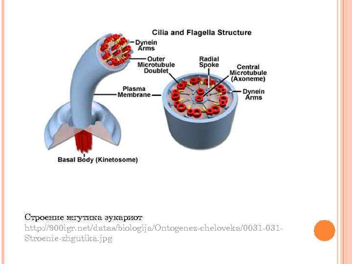 Строение жгутика эукариот http: //900 igr. net/datas/biologija/Ontogenez-cheloveka/0031 -031 Stroenie-zhgutika. jpg 