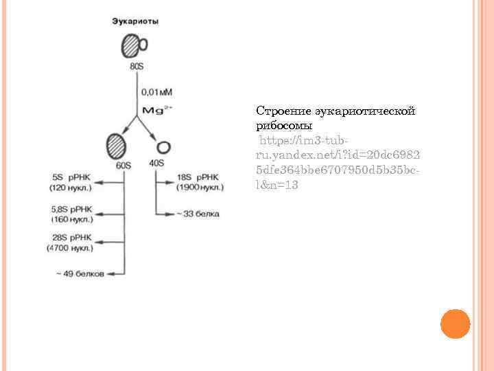 Строение эукариотической рибосомы https: //im 3 -tubru. yandex. net/i? id=20 dc 6982 5 dfe