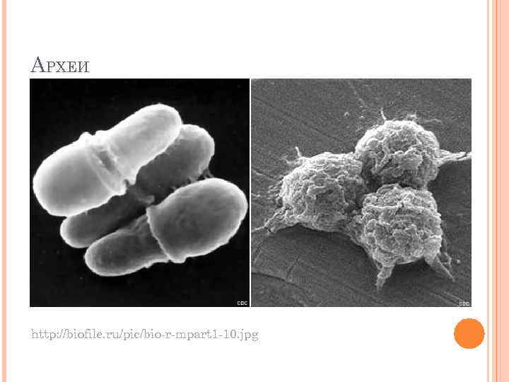 АРХЕИ http: //biofile. ru/pic/bio-r-mpart 1 -10. jpg 
