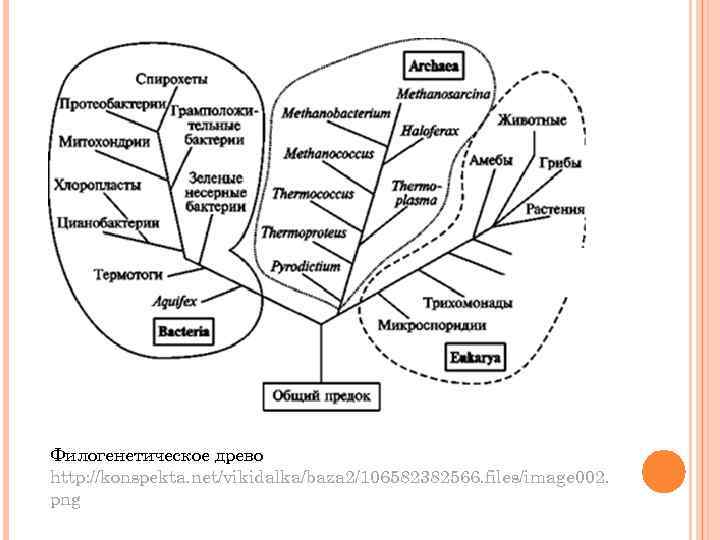 Филогенетическое древо http: //konspekta. net/vikidalka/baza 2/106582382566. files/image 002. png 