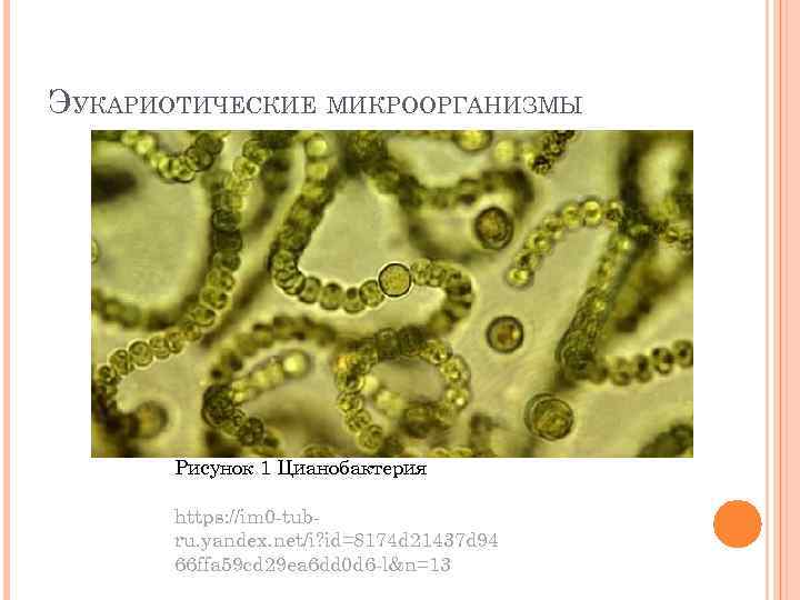 ЭУКАРИОТИЧЕСКИЕ МИКРООРГАНИЗМЫ Рисунок 1 Цианобактерия https: //im 0 -tubru. yandex. net/i? id=8174 d 21437