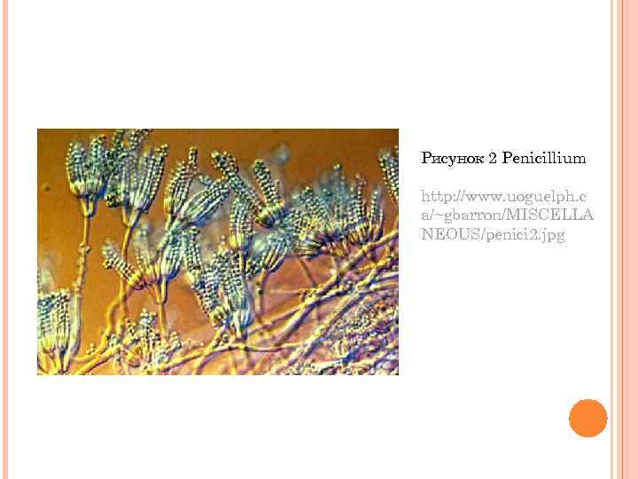 Рисунок 2 Penicillium http: //www. uoguelph. c a/~gbarron/MISCELLA NEOUS/penici 2. jpg 