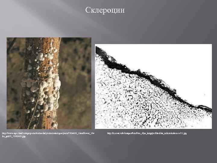 Склероции http: //www. agro. basf. ru/agroportal/ru/media/productcatalogue/pests/720 x 405_1/sunflower_1/w ite_gnil/3_720 X 405. jpg http: //zoovet.