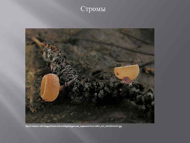 Стромы http: //cd. intelico. info/images/Fruits. And. Seeds. Page. Image/visual_inspection/2014 -10/800_600_543 fc 8003 e 7