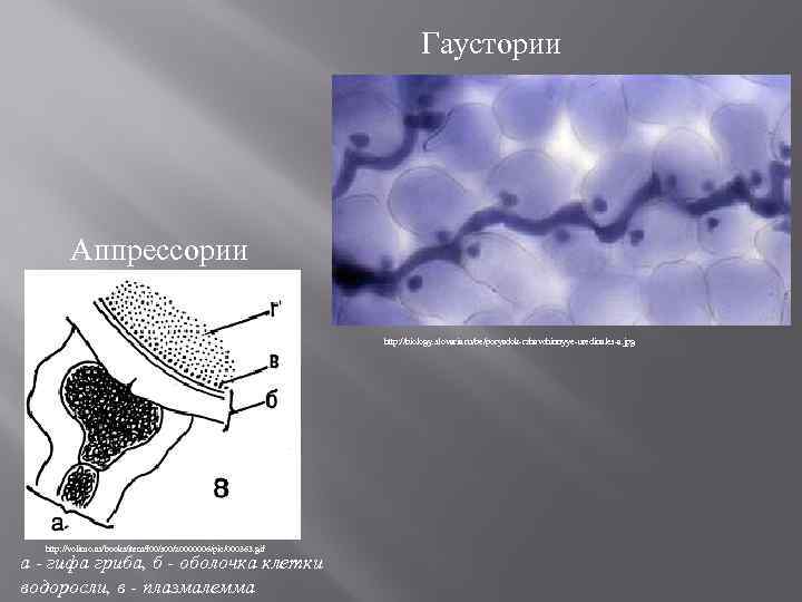 Гаустории Аппрессории http: //biology. slovaria. ru/be/poryadok-rzhavchinnyye-uredinales-a. jpg http: //volimo. ru/books/item/f 00/s 00/z 0000006/pic/000363. gif