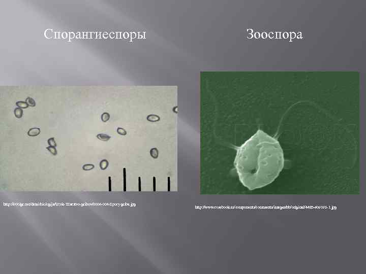 Спорангиеспоры http: //900 igr. net/datai/biologija/Urok-TSarstvo-gribov/0006 -004 -Spory-griba. jpg Зооспора http: //www. rosebook. ru/components/comments/images/bb/original/4485 -609193