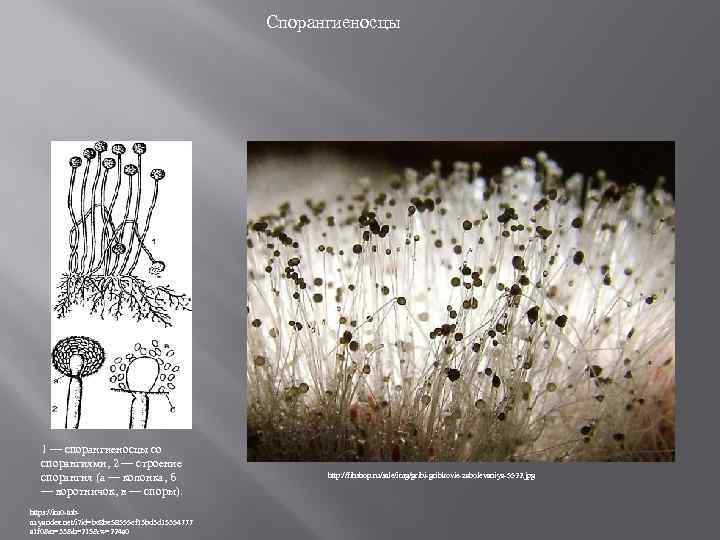 Грибы базидиомицеты мукор. Мукор спорангиеносцы. Спорангиеносец мукора. Ризопус спорангиеносцы.