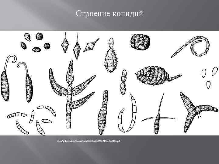 Строение конидий http: //gribochek. su/books/item/f 00/s 00/z 0000024/pic/000290. gif 