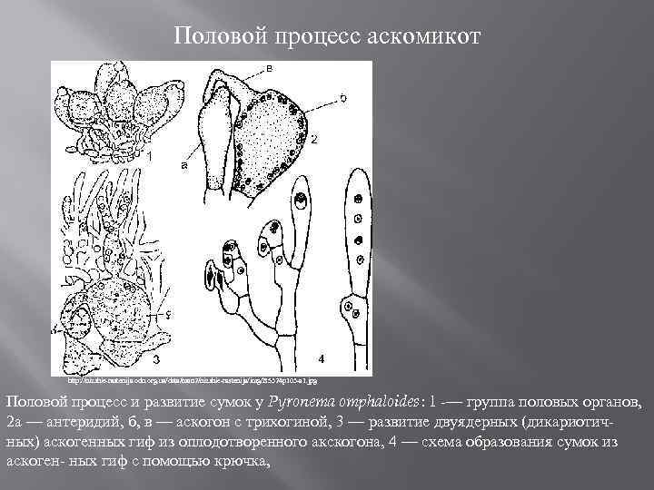 Половой процесс аскомикот http: //nizshie-rastenija. odn. org. ua/data/man 2/nizshie-rastenija/img/B 5324 p 103 -a 1.