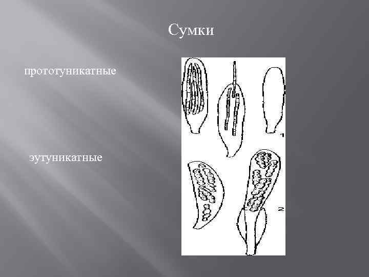 Сумки прототуникатные эутуникатные 