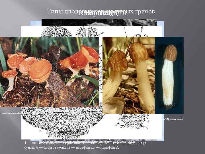Типы плодовых тел сумчатых грибов Клейстотеций Перитеций Апотеций http: //www. apsnet. org/edcenter/illglossary/Article%20 Images/discomycete. JPG