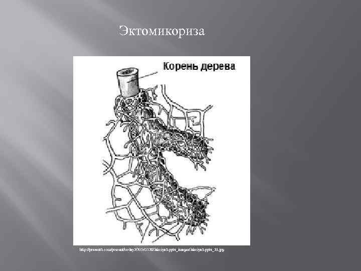 Эктомикориза http: //present 5. com/presentforday 2/20161128/lekciya 5. pptx_images/lekciya 5. pptx_23. jpg 