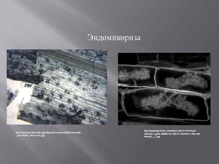 Эндомикориза https: //upload. wikimedia. org/wikipedia/commons/8/86/Arbuscular _mycorrhiza_microscope. jpg http: //topnauka. ru/wp-content/uploads/2014/09/wpidrasteniya-i-griba-harakteren-dlya-bol-shinstva-cvetkovyhrasteniy_i_1. jpg 