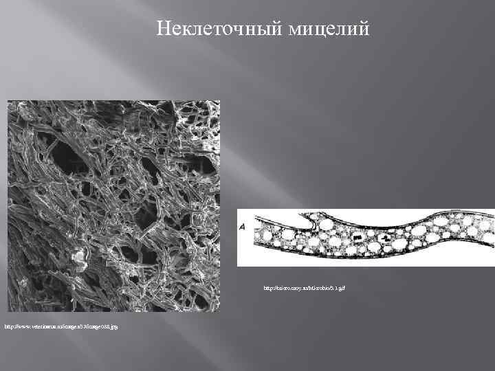 Неклеточный мицелий http: //micro. moy. su/Microbio/5. 1. gif http: //www. veterinarua. ru/images/32/image 038. jpg