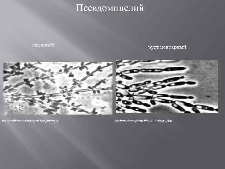 Псевдомицелий сложный http: //www. bionow. ru/images/books/1180/image 004. jpg рудиментарный http: //www. bionow. ru/images/books/1180/image 002.