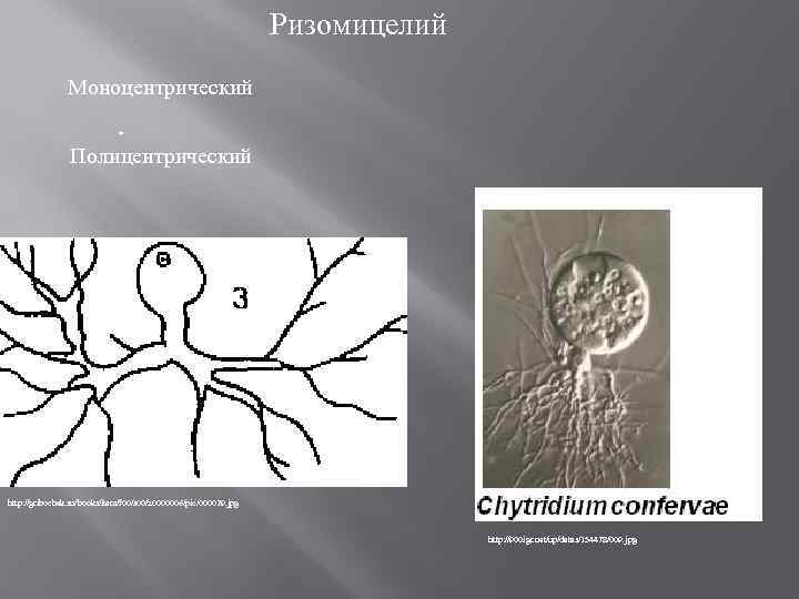 Ризомицелий Моноцентрический - Полицентрический http: //gribochek. su/books/item/f 00/s 00/z 0000006/pic/000029. jpg http: //900 igr.