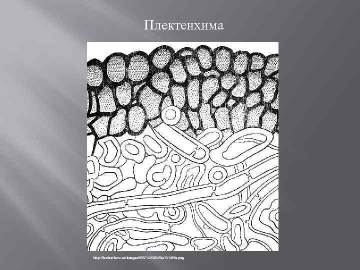 Плектенхима http: //textarchive. ru/images/698/1395836/m 7514 f 6 a. png 