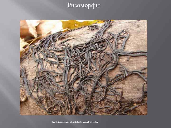 Ризоморфы http: //dinoera. com/sites/default/files/rhizomorph_01_cc. jpg 