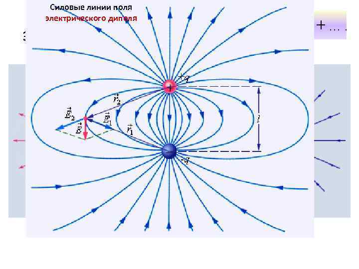 Силовые линии поля Силовые линии электрического диполя электрических полей Силовые линии кулоновских полей 