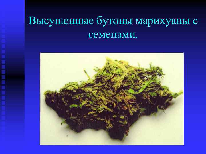 Высушенные бутоны марихуаны с семенами. 