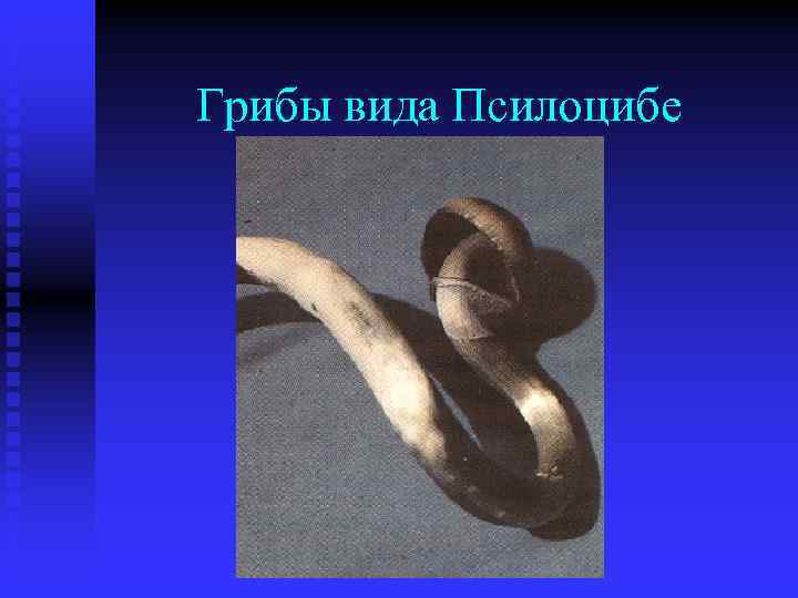 Грибы вида Псилоцибе 