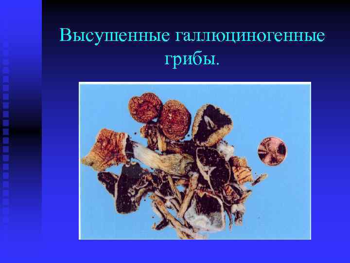 Высушенные галлюциногенные грибы. 