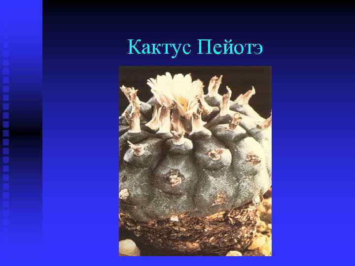 Кактус Пейотэ 