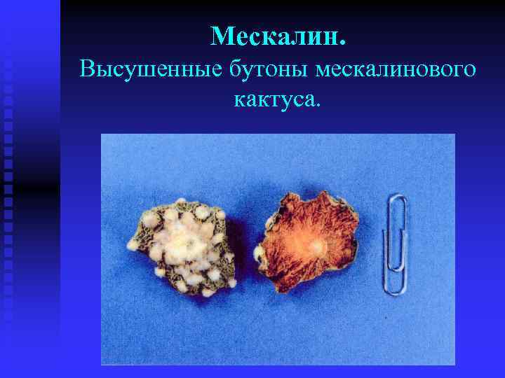 Мескалин. Высушенные бутоны мескалинового кактуса. 