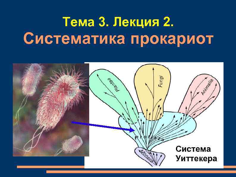 Тема 3. Лекция 2. Систематика прокариот Система Уиттекера 