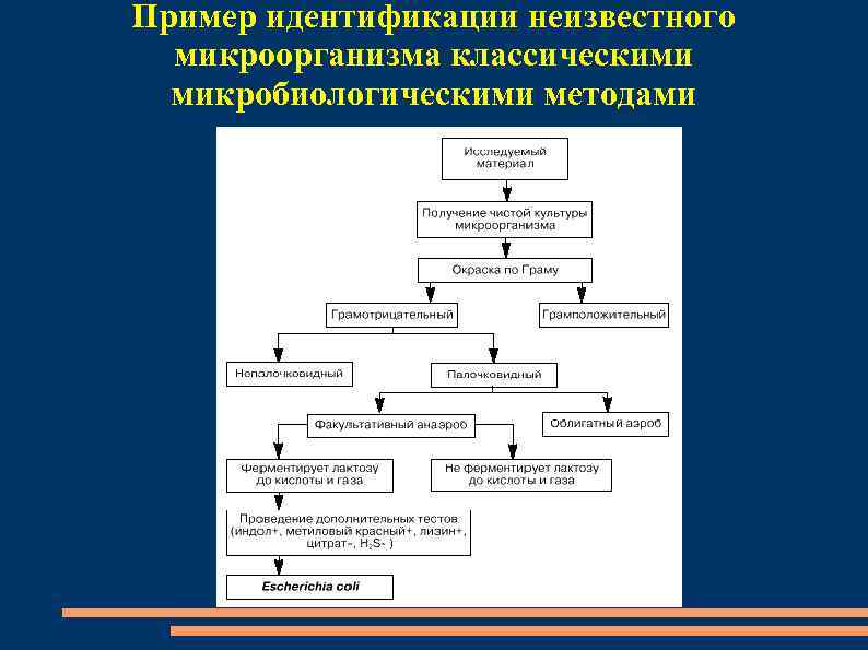 Пример идентификации неизвестного микроорганизма классическими микробиологическими методами 