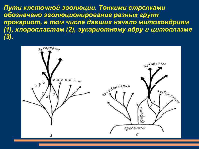 Пути клеточной эволюции. Тонкими стрелками обозначено эволюционирование разных групп прокариот, в том числе давших