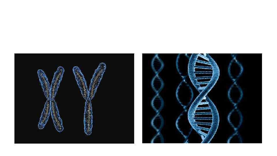 GLOBE XY жизнь… это сама 