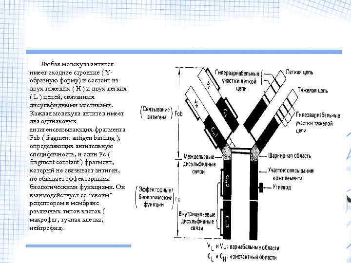 Структура иммуноглобулина м дисульфидные мостики. 5. Общая характеристика и строение молекулы антитела;. Молекула антитело состоит из двух тяжелых и двух лёгких Цыпе. Молекула антитела имеет форму y или рогатки..