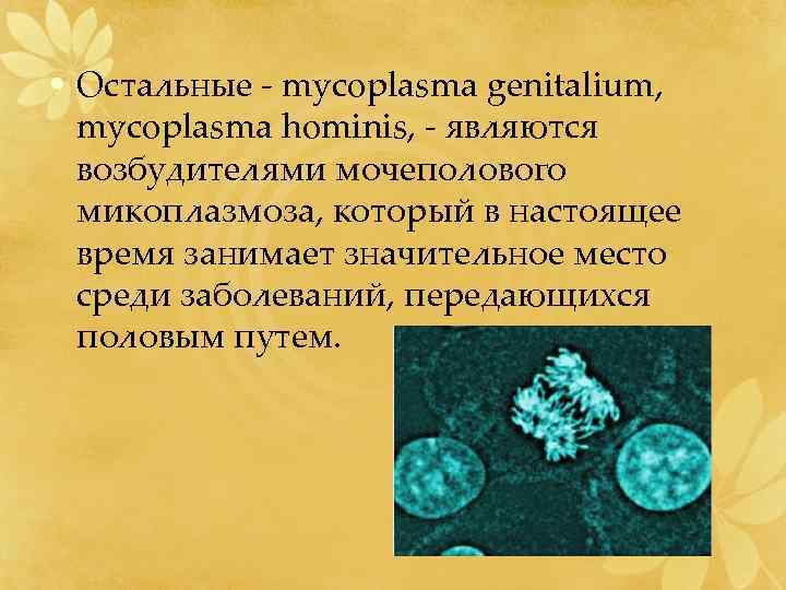  • Остальные - mycoplasma genitalium, mycoplasma hominis, - являются возбудителями мочеполового микоплазмоза, который