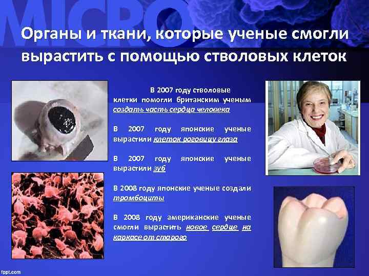 Органы и ткани, которые ученые смогли вырастить с помощью стволовых клеток В 2007 году