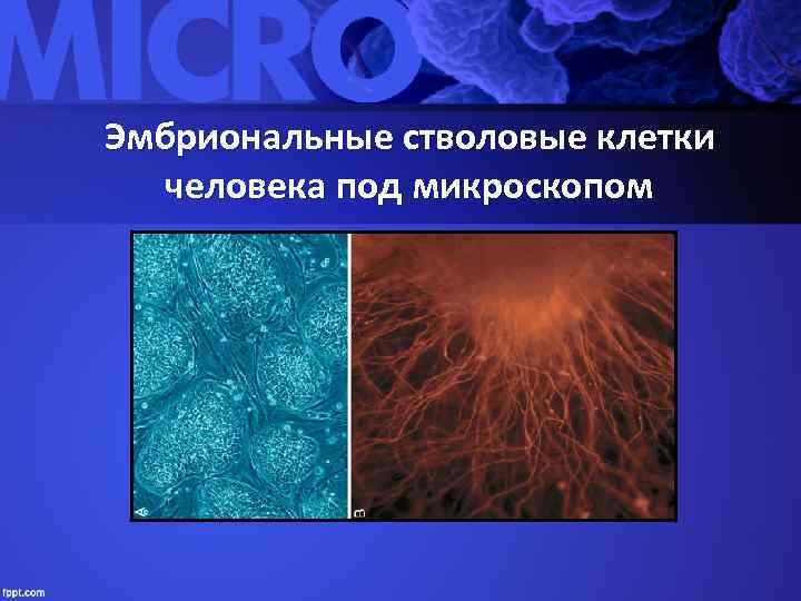 Эмбриональные стволовые клетки человека под микроскопом 