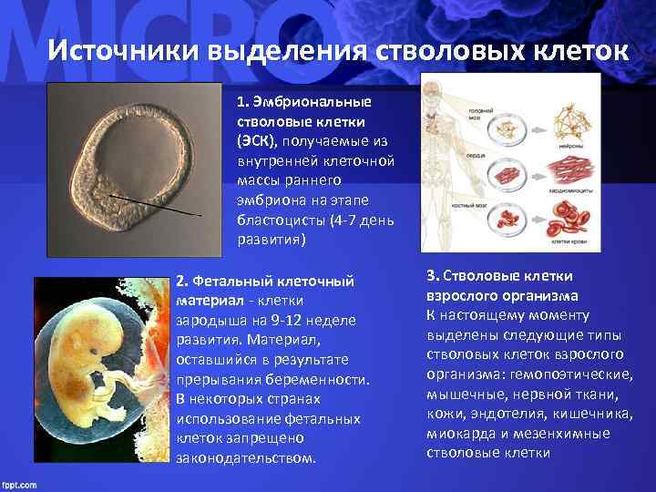 Стволовые клетки презентация