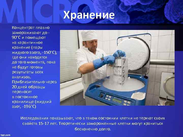 Хранение Концентрат плавно замораживают до 90°С и помещают на карантинное хранение (пары жидкого азота,
