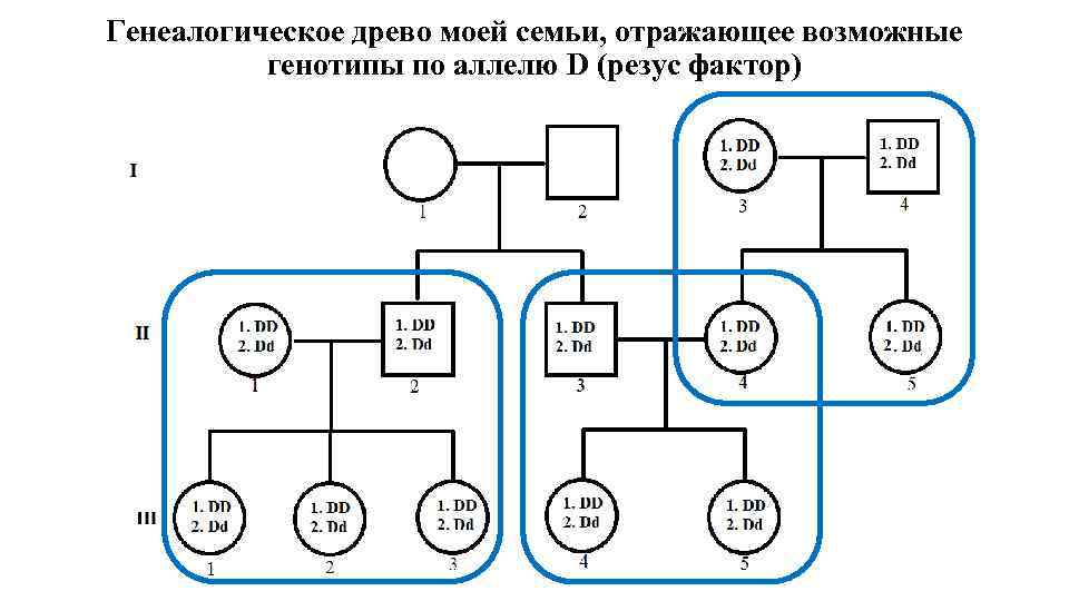 Генеалогическое древо моей семьи, отражающее возможные генотипы по аллелю D (резус фактор) 