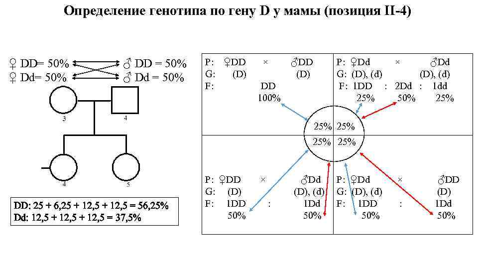 Определение генотипа по гену D у мамы (позиция II-4) ♀ DD= 50% ♀ Dd=