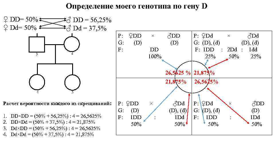 Определение моего генотипа по гену D ♀ DD= 50% ♀ Dd= 50% ♂ DD